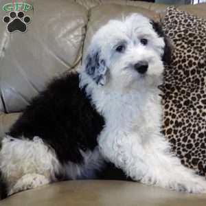 Kenny, Sheepadoodle Puppy